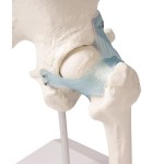 Articulation de la hanche - EZ