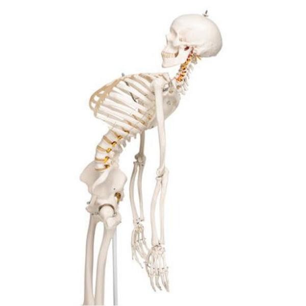 Squelette flexible Hugo