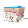 6 bandes de Kinesio taping Tex Gold FP 5 m - Rouleaux de tape de rééducation - Bandes de kinésiologie - Kinésithérapie - KINESIO