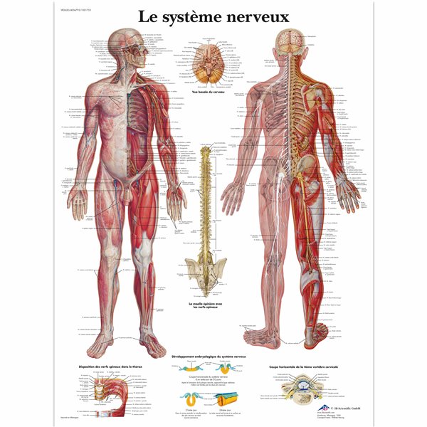 Planche anatomique - Système nerveux