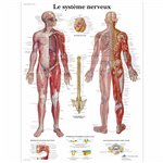 Planche anatomique - Système nerveux - Anatomie et ostéologie - Rééducation - Kinésithérapie - 3B SCIENTIFIC