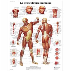Planche anatomique - Musculature humaine - Anatomie et ostéologie - Rééducation - Kinésithérapie - 3B SCIENTIFIC