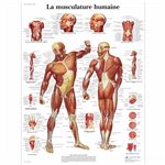 Planche anatomique - Musculature humaine