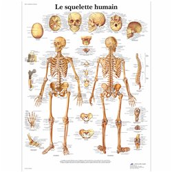 Planche anatomique - Squelette humain - Anatomie et ostéologie - Rééducation - Kinésithérapie - 3B SCIENTIFIC