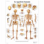 Planche anatomique - Squelette humain