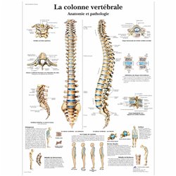 Planche anatomique - Colonne vertébrale - Anatomie et ostéologie - Rééducation - Kinésithérapie - 3B SCIENTIFIC