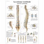Planche anatomique - Colonne vertébrale