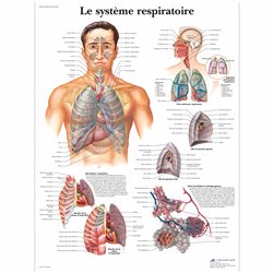 Planche anatomique - Système respiratoire - Anatomie et ostéologie - Rééducation - Kinésithérapie - 3B SCIENTIFIC