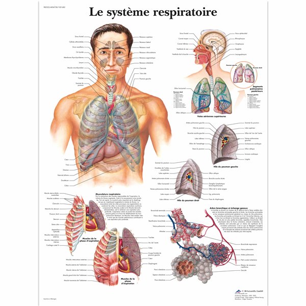Planche anatomique - Système respiratoire