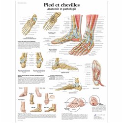 Planche anatomique - Pied et Cheville - Anatomie et ostéologie - Rééducation - Kinésithérapie - 3B SCIENTIFIC