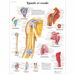 Planche anatomique - Epaule et Coude - Anatomie et ostéologie - Rééducation - Kinésithérapie - 3B SCIENTIFIC