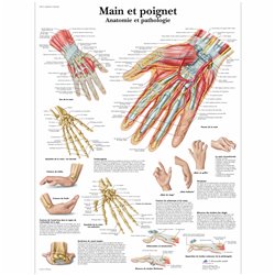 Planche anatomique - Main et poignet - Anatomie et ostéologie - Rééducation - Kinésithérapie - 3B SCIENTIFIC