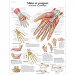 Planche anatomique - Main et poignet