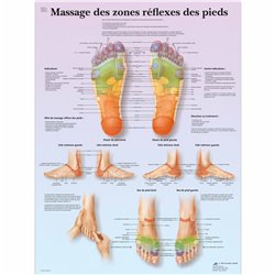Planche anatomique - Massage des zones réflexes - Anatomie et ostéologie - Rééducation - Kinésithérapie - 3B SCIENTIFIC