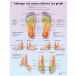 Planche anatomique - Massage des zones réflexes