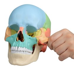 Crâne didactique couleur - 22 pièces - Anatomie et ostéologie - Rééducation - Kinésithérapie - ERLER ZIMMER