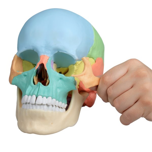Crâne didactique couleur - 22 pièces