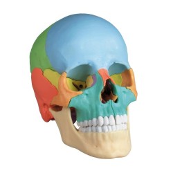 Crâne anatomique didactique coloré 22 pièces démontable avec os en couleurs pour formation kiné