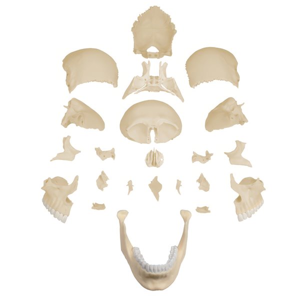 Crâne articulé teinte naturelle - 22 pièces