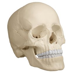 Crâne articulé teinte naturelle - 22 pièces - Anatomie et ostéologie - Rééducation - Kinésithérapie - ERLER ZIMMER