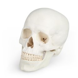 Crâne - 3 parties - Anatomie et ostéologie - Rééducation - Kinésithérapie - ERLER ZIMMER