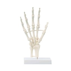 Squelette de la main