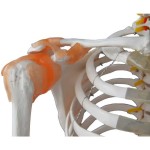 Squelette Norbert insertion et muscles