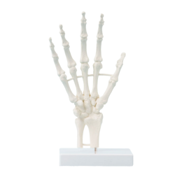 Squelette de la main - EZ