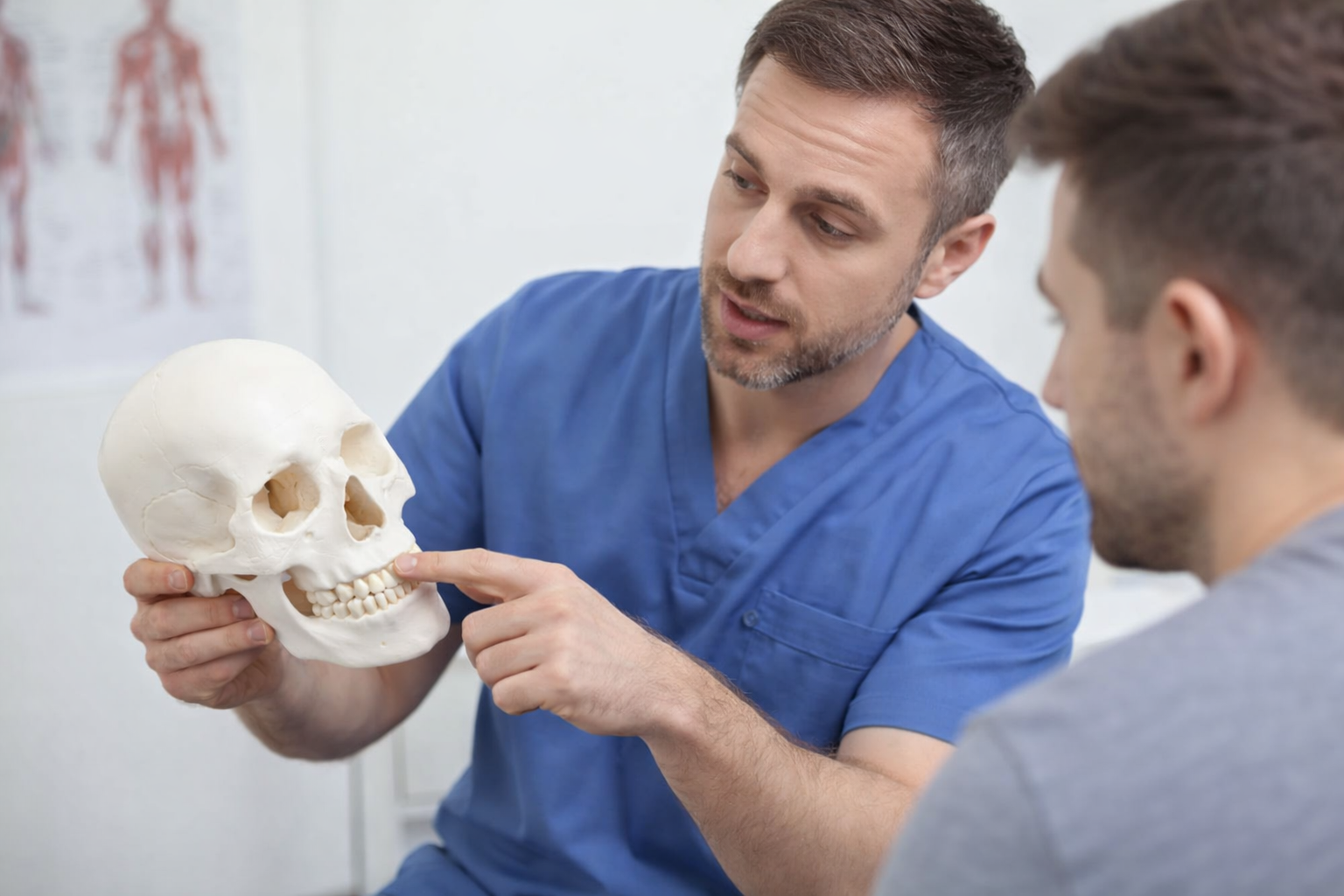 Crâne anatomique utilisé par un kinésithérapeute pour expliquer les cervicalgies et troubles temporo-mandibulaires au patient