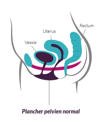 plancher pelvien ou périnée normal