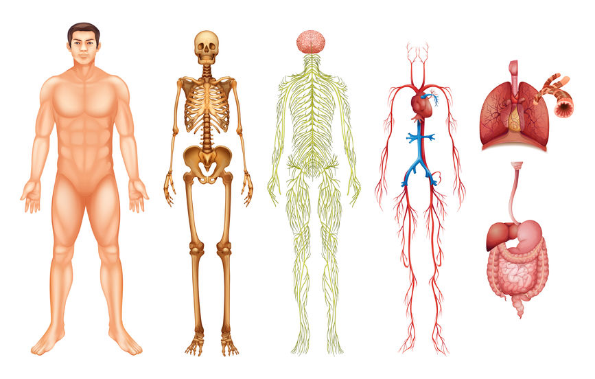 image anatomie, squelette, muscles pour ecole de kiné