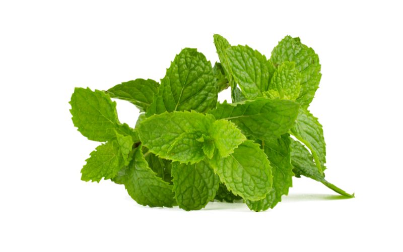 menthe