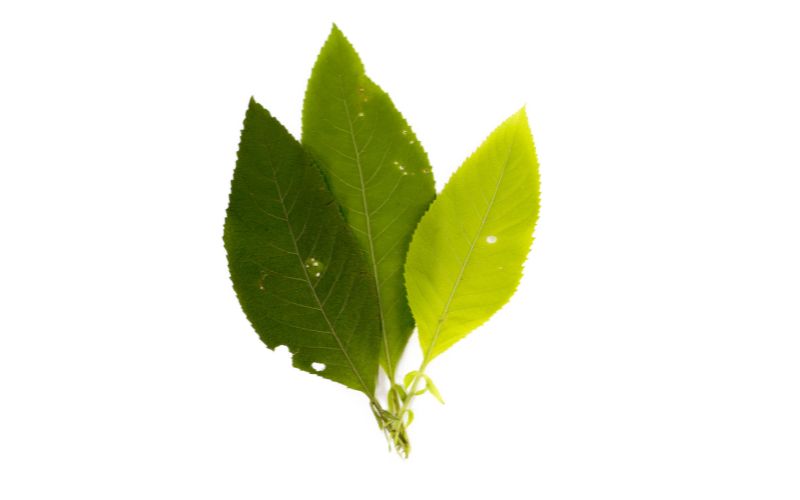 cajeput